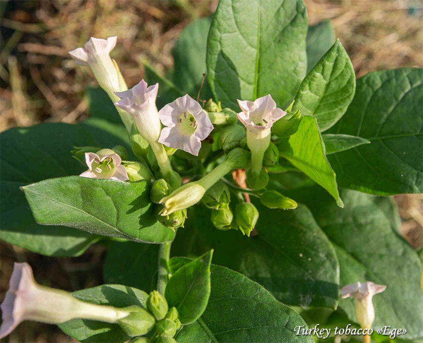 Turkey tobacco Ege Suitsutubakas, Турецкий курительный табак Эге 